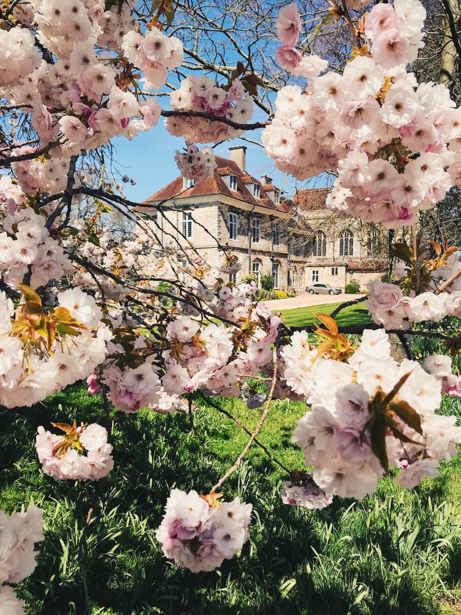 Blossoms outside the Bishop of Winchester